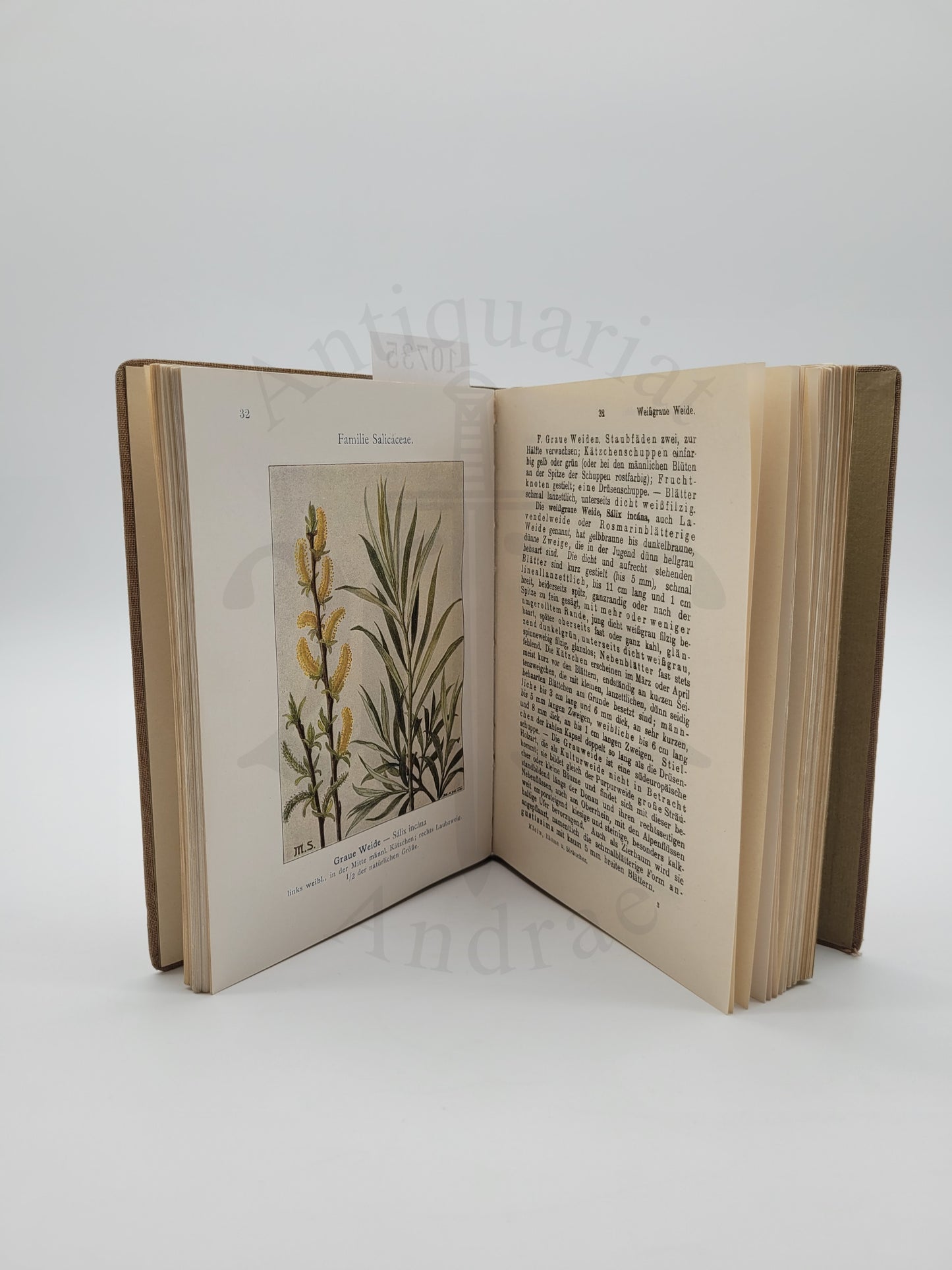 Waldbäume und Sträucher