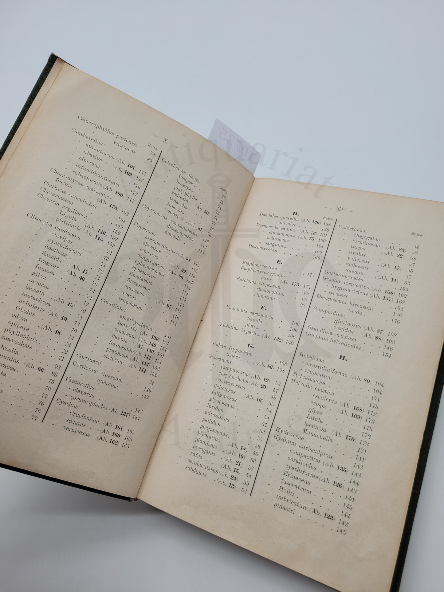 Der Pilzsammler (selten)