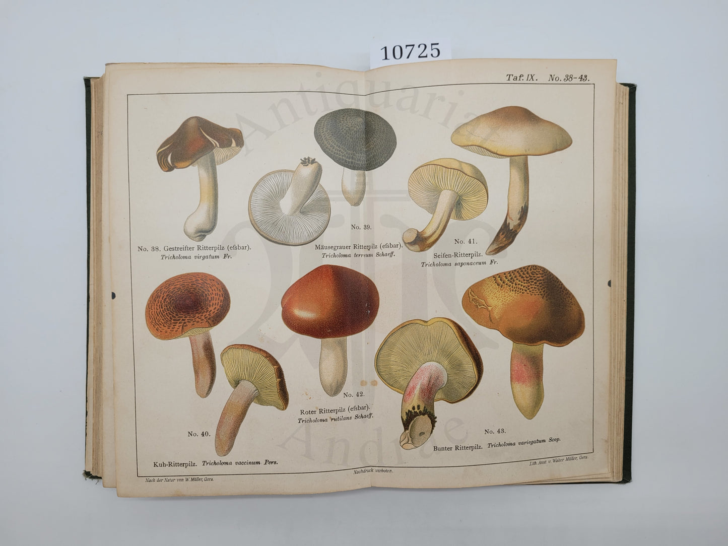 Der Pilzsammler (selten)