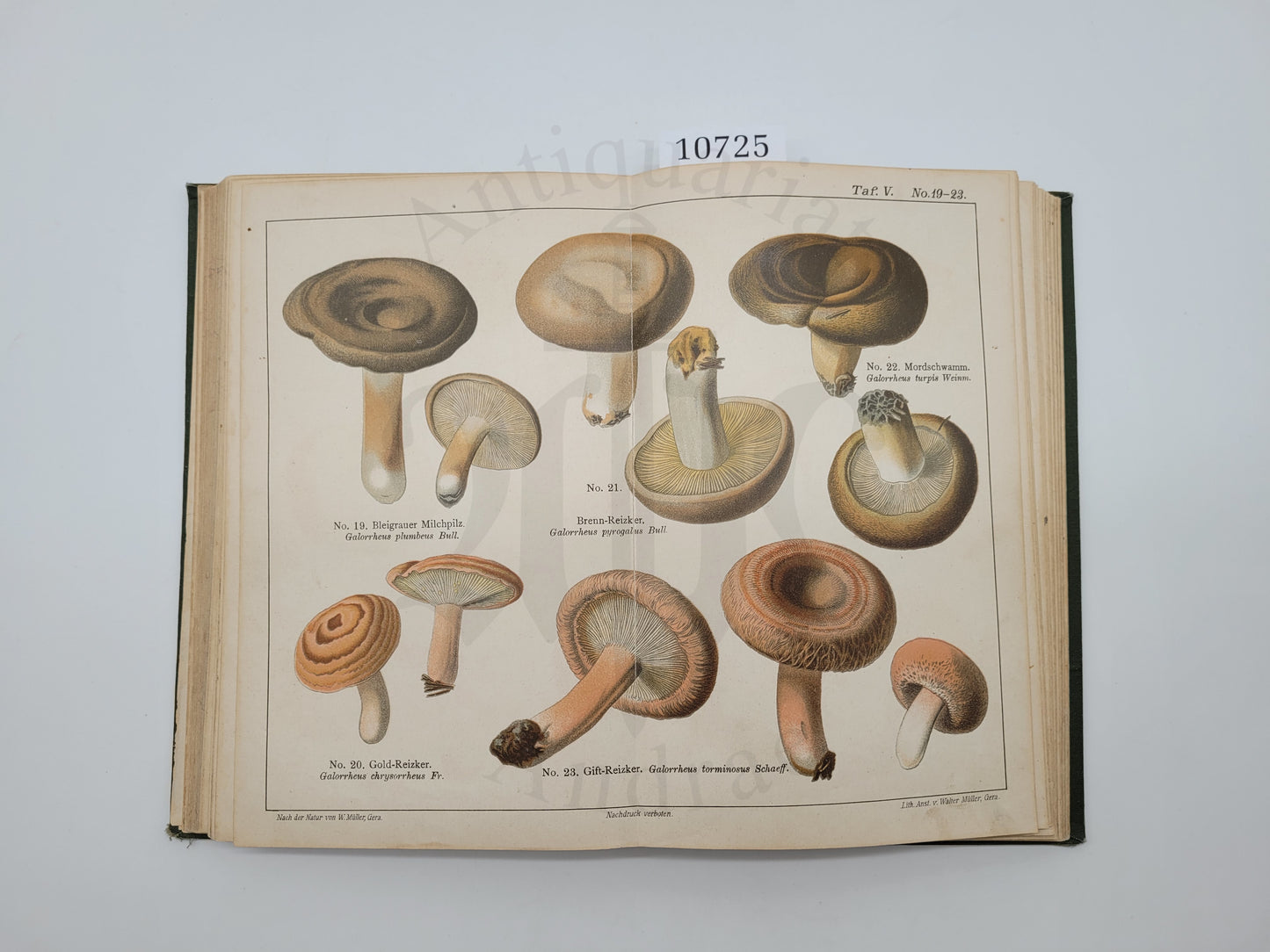 Der Pilzsammler (selten)