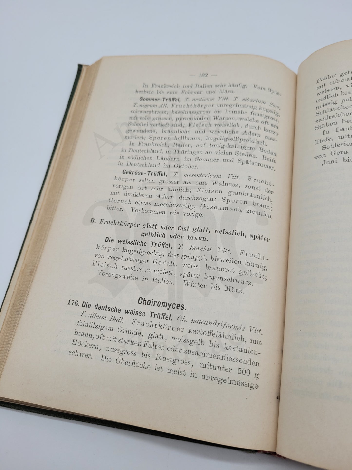 Der Pilzsammler (selten)