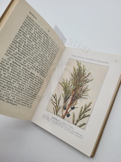 Waldbäume und Sträucher