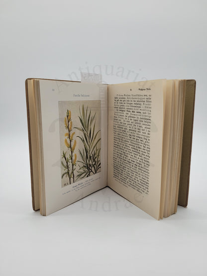 Waldbäume und Sträucher