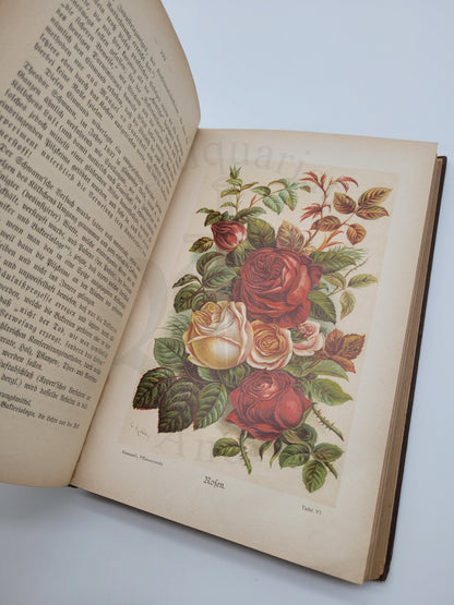 Illustrierte Pflanzenwelt