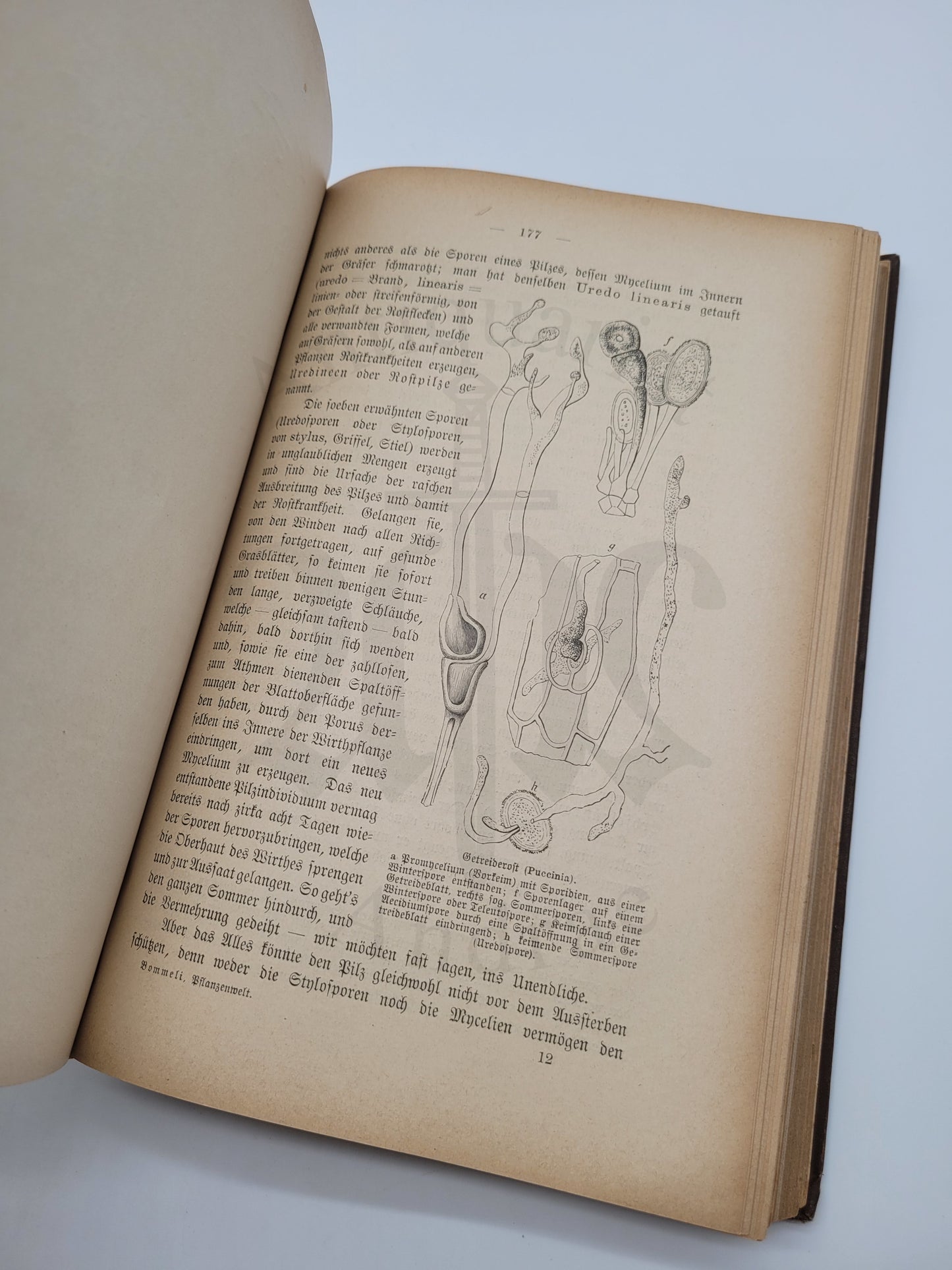 Illustrierte Pflanzenwelt