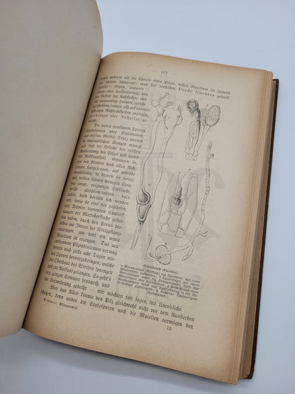 Illustrierte Pflanzenwelt