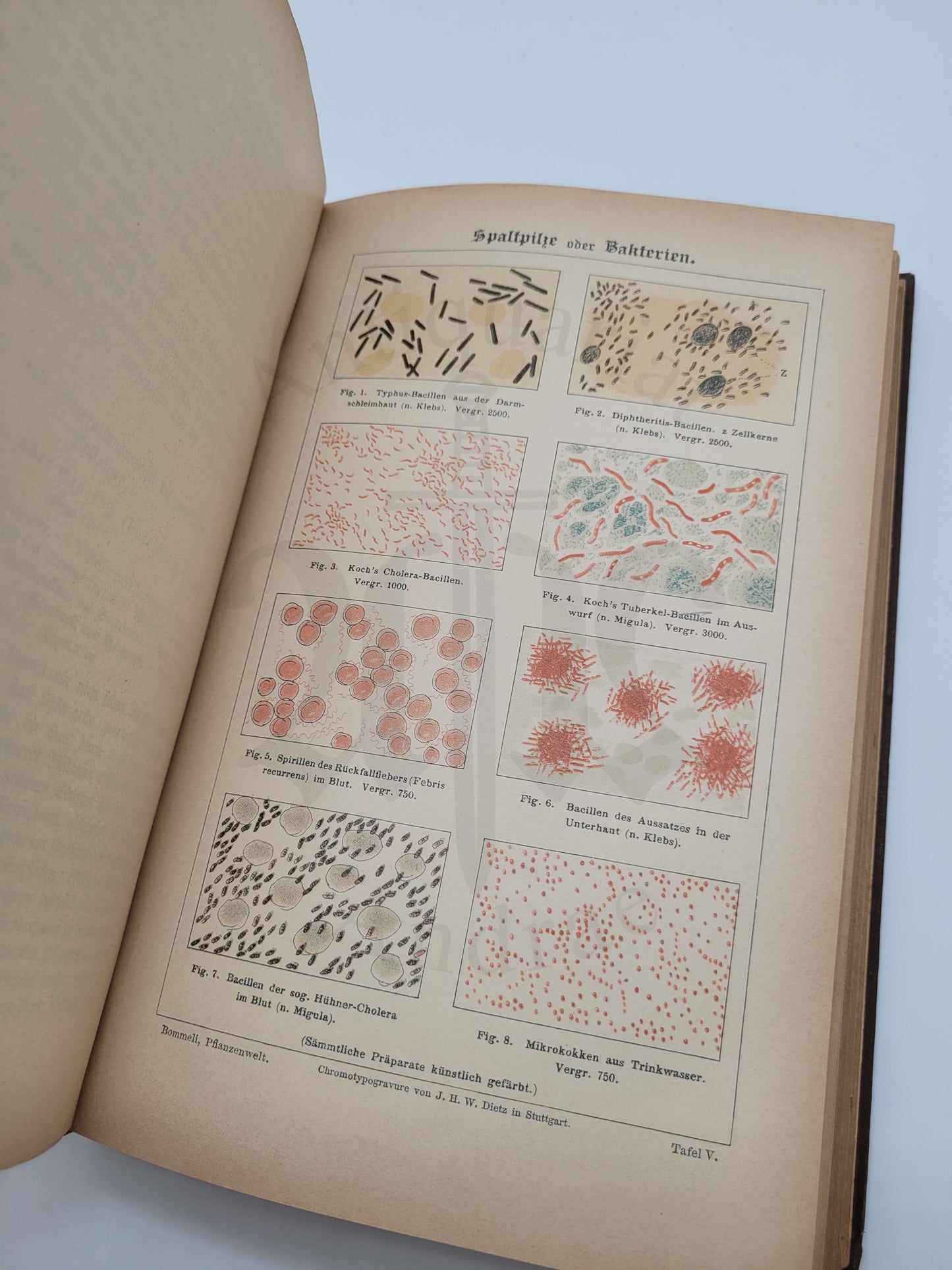 Illustrierte Pflanzenwelt