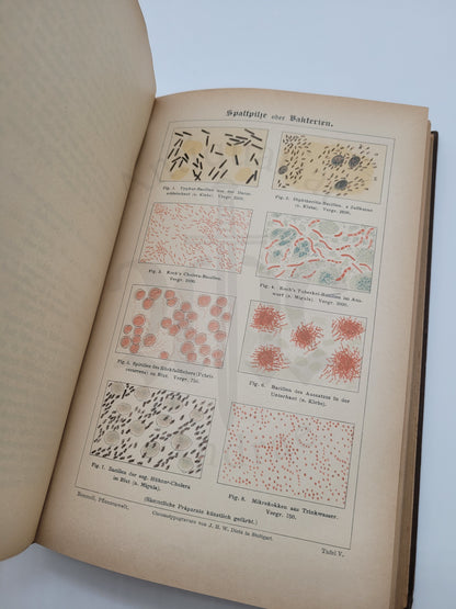 Illustrierte Pflanzenwelt