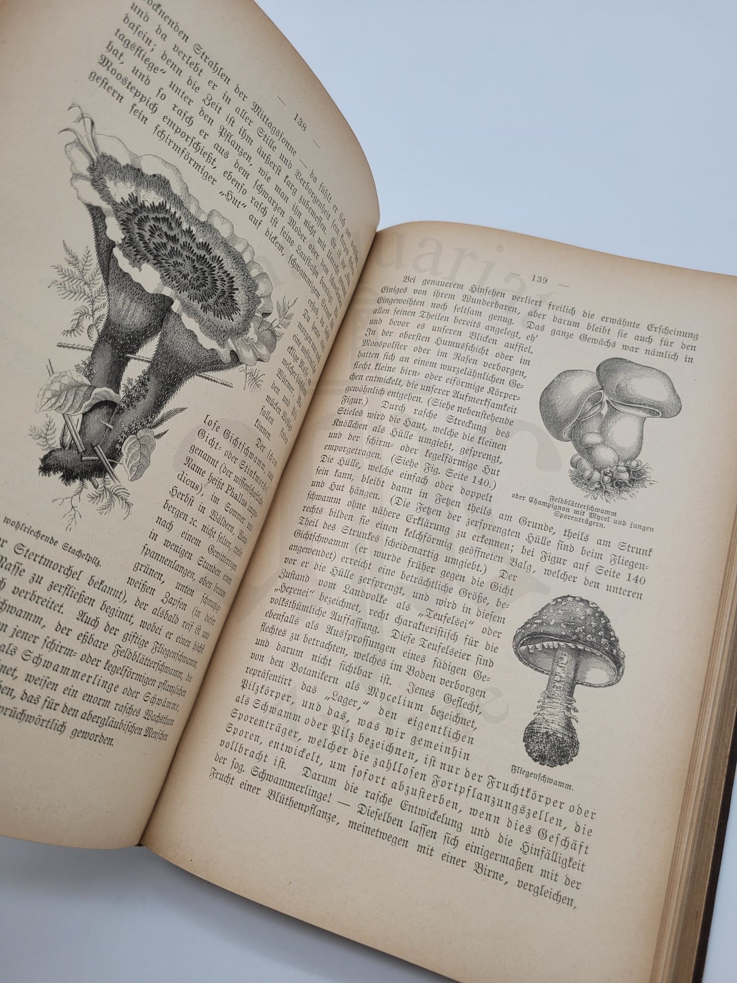 Illustrierte Pflanzenwelt