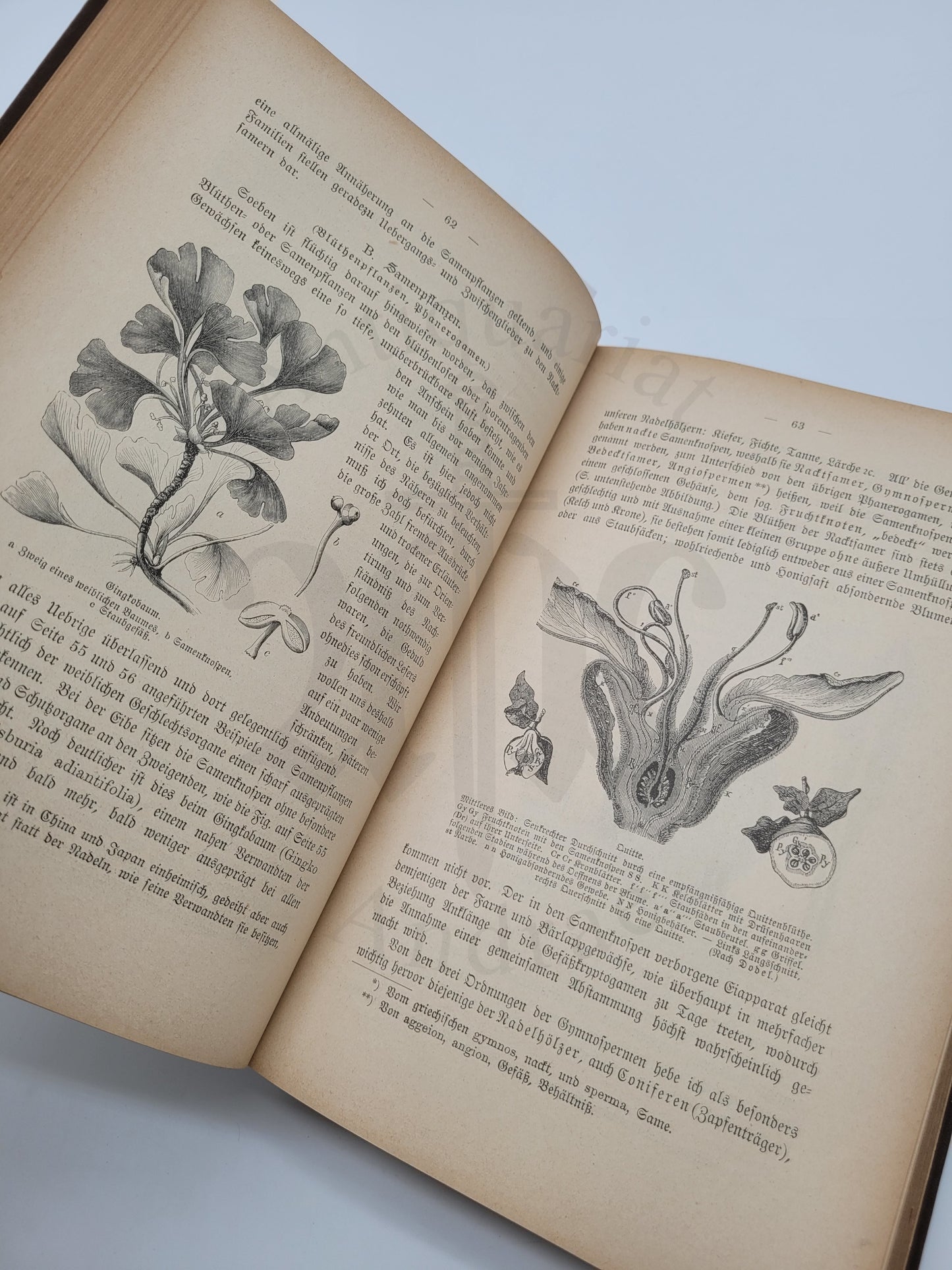 Illustrierte Pflanzenwelt