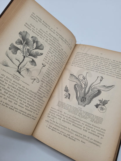 Illustrierte Pflanzenwelt