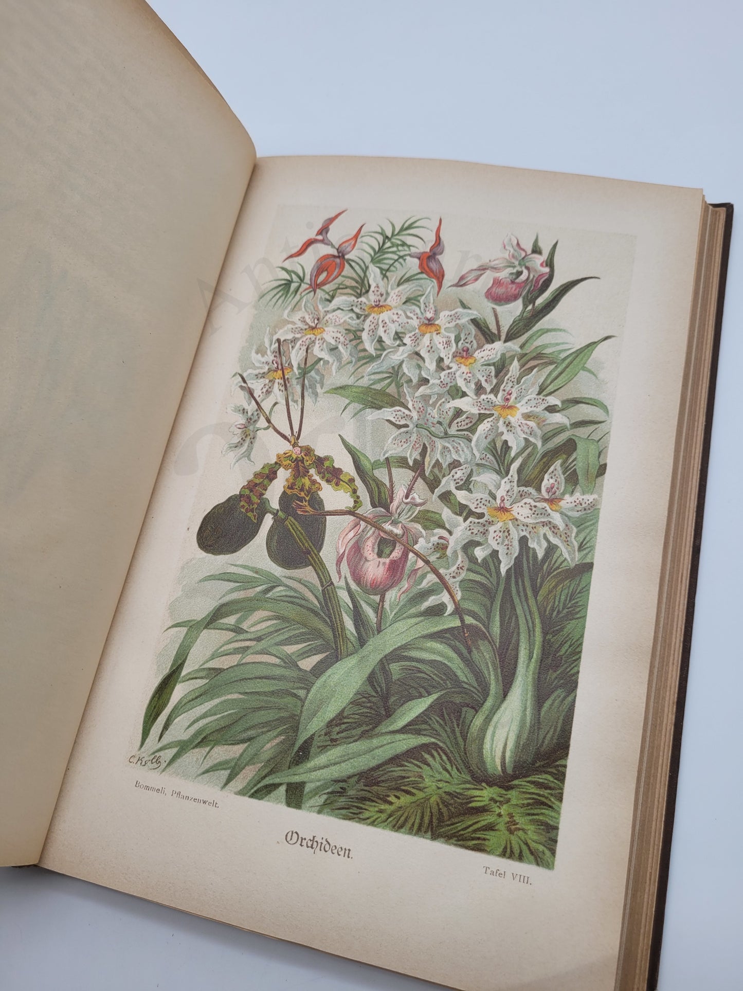 Illustrierte Pflanzenwelt