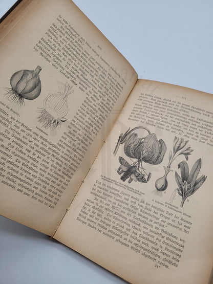 Illustrierte Pflanzenwelt