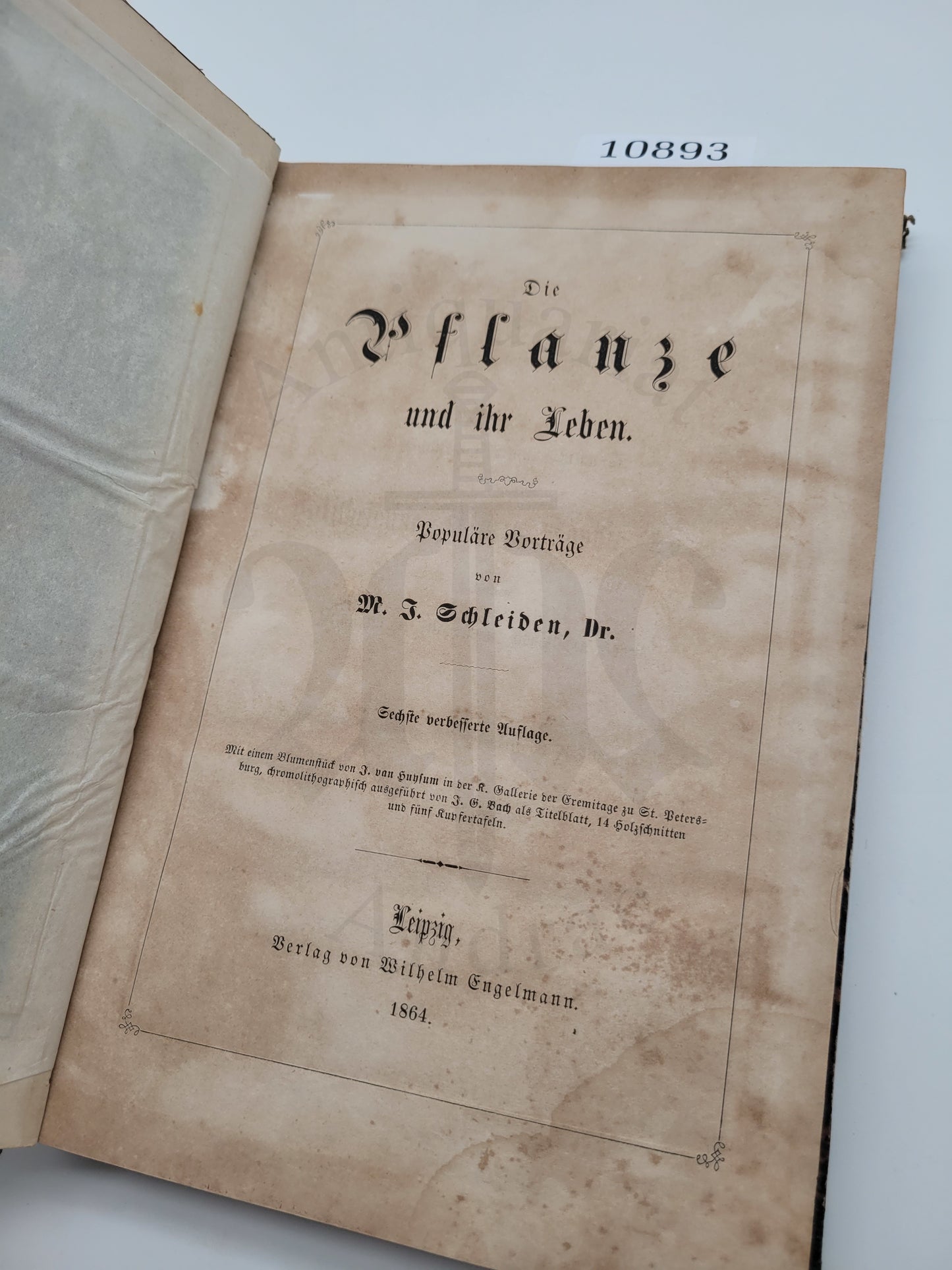 Die Pflanze und ihr Leben